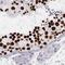 Histone H1t antibody, NBP2-56042, Novus Biologicals, Immunohistochemistry paraffin image 
