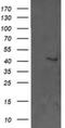 Erk1 antibody, NBP2-45814, Novus Biologicals, Western Blot image 