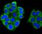 A20 antibody, NBP2-67676, Novus Biologicals, Immunocytochemistry image 