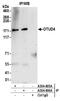 OTU Deubiquitinase 4 antibody, A304-606A, Bethyl Labs, Immunoprecipitation image 