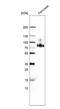 Glycoprotein 2 antibody, NBP1-86070, Novus Biologicals, Western Blot image 