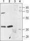 5-Hydroxytryptamine Receptor 1A antibody, TA329056, Origene, Western Blot image 