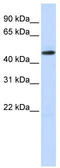 TEA Domain Transcription Factor 2 antibody, TA343416, Origene, Western Blot image 