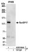 Ran-binding protein 17 antibody, A303-994A, Bethyl Labs, Immunoprecipitation image 