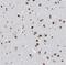 KIAA0930 antibody, NBP1-89965, Novus Biologicals, Immunohistochemistry paraffin image 