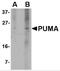 BCL2 Binding Component 3 antibody, PM-4527, ProSci Inc, Western Blot image 
