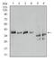Annexin A1 antibody, TA336944, Origene, Western Blot image 