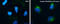 Cellular Communication Network Factor 1 antibody, GTX103669, GeneTex, Immunofluorescence image 
