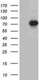 Pre-mRNA-splicing factor SLU7 antibody, TA810914, Origene, Western Blot image 