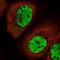 MORN Repeat Containing 3 antibody, NBP2-31007, Novus Biologicals, Immunofluorescence image 