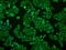 Butyrophilin subfamily 3 member A2 antibody, GTX84773, GeneTex, Immunofluorescence image 