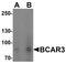 BCAR3 Adaptor Protein, NSP Family Member antibody, PA5-34425, Invitrogen Antibodies, Western Blot image 