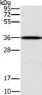 Centromere Protein V antibody, PA5-50735, Invitrogen Antibodies, Western Blot image 