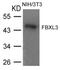 F-box/LRR-repeat protein 3 antibody, 79-664, ProSci, Western Blot image 