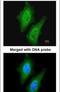 Probable protein kinase-like protein SgK071 homolog antibody, PA5-34747, Invitrogen Antibodies, Immunofluorescence image 