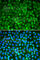 NIMA Related Kinase 2 antibody, A5355, ABclonal Technology, Immunofluorescence image 