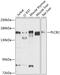 Phospholipase C Beta 2 antibody, GTX65967, GeneTex, Western Blot image 