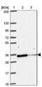 Protein NipSnap homolog 1 antibody, NBP2-31755, Novus Biologicals, Western Blot image 