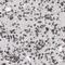 Isocitrate Dehydrogenase (NADP(+)) 1, Cytosolic antibody, FNab04117, FineTest, Immunohistochemistry frozen image 