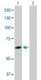Tetratricopeptide Repeat Domain 8 antibody, H00123016-D01P, Novus Biologicals, Western Blot image 