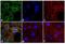 Rat IgG Isotype Control antibody, PA5-33282, Invitrogen Antibodies, Immunofluorescence image 