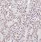 Eyes absent homolog 2 antibody, FNab02914, FineTest, Immunohistochemistry paraffin image 