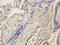 Outer membrane protein C antibody, orb308739, Biorbyt, Immunohistochemistry paraffin image 