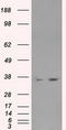 Lactate Dehydrogenase A antibody, LS-C114655, Lifespan Biosciences, Western Blot image 