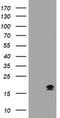 Growth arrest and DNA damage-inducible protein GADD45 gamma antibody, TA505535S, Origene, Western Blot image 