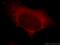 LIM and senescent cell antigen-like-containing domain protein 1 antibody, 20772-1-AP, Proteintech Group, Immunofluorescence image 