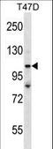 53BP2 antibody, LS-C160125, Lifespan Biosciences, Western Blot image 
