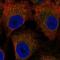 Limbic System Associated Membrane Protein antibody, HPA076122, Atlas Antibodies, Immunofluorescence image 