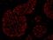 RNA polymerase-associated protein RTF1 homolog antibody, IHC-00272, Bethyl Labs, Immunofluorescence image 