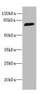 Sorbin And SH3 Domain Containing 3 antibody, A61106-100, Epigentek, Western Blot image 