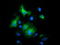 Mitogen-Activated Protein Kinase 7 antibody, TA502148, Origene, Immunofluorescence image 