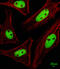 KRAB-A Domain Containing 2 antibody, A17799, Boster Biological Technology, Immunofluorescence image 