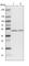 ElaC Ribonuclease Z 1 antibody, HPA040867, Atlas Antibodies, Western Blot image 
