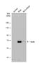 RELB Proto-Oncogene, NF-KB Subunit antibody, NBP2-20123, Novus Biologicals, Western Blot image 