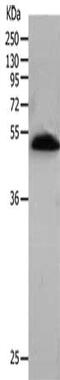 BPI Fold Containing Family B Member 2 antibody, CSB-PA032305, Cusabio, Western Blot image 