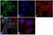 Protein Kinase AMP-Activated Non-Catalytic Subunit Beta 1 antibody, 711320, Invitrogen Antibodies, Immunofluorescence image 