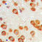 Epsin-3 antibody, abx121902, Abbexa, Western Blot image 