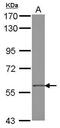 Zinc Finger Protein 350 antibody, PA5-28871, Invitrogen Antibodies, Western Blot image 