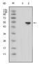 TP antibody, AM06323SU-N, Origene, Western Blot image 