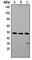 Zinc finger protein ZIC 1 antibody, abx121819, Abbexa, Western Blot image 