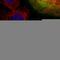 Lactate Dehydrogenase B antibody, HPA019007, Atlas Antibodies, Immunofluorescence image 