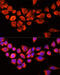 Arylacetamide Deacetylase antibody, 15-276, ProSci, Immunofluorescence image 