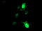 Regulator of G-protein signaling 16 antibody, LS-C173752, Lifespan Biosciences, Immunofluorescence image 