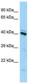 Family With Sequence Similarity 50 Member A antibody, TA332090, Origene, Western Blot image 