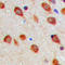 Aurora Kinase A antibody, LS-C358422, Lifespan Biosciences, Immunohistochemistry frozen image 