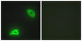 Dual specificity protein phosphatase 6 antibody, abx013641, Abbexa, Western Blot image 